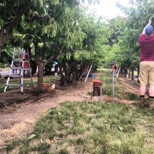 Cherry gleaning in July